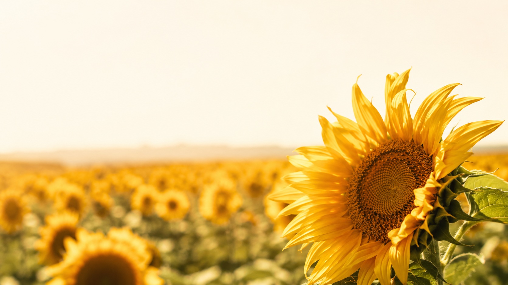 Un champ de tournesols en plein été, tous tournés dans le même sens.