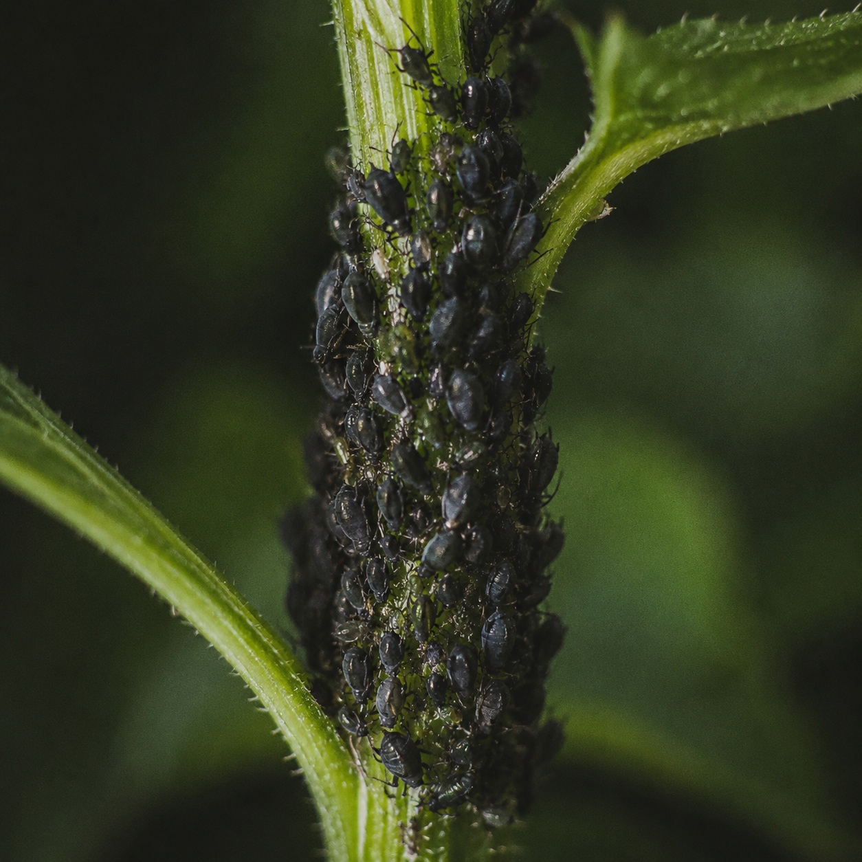 Des insectes sur une tige.
